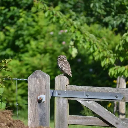 فندق مبيت وإفطار Het Steenuiltje *