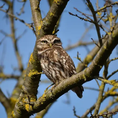 Het Steenuiltje Sint-Oedenrode