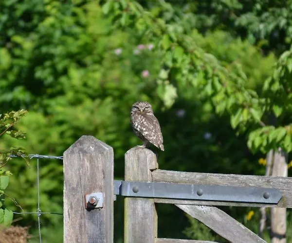 Panzió Het Steenuiltje *