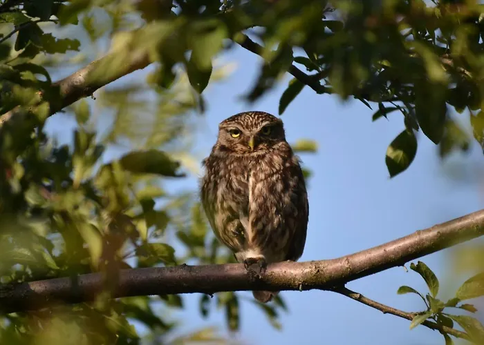 Het Steenuiltje Panzió *