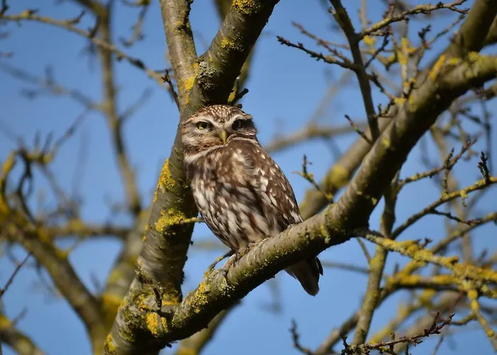 Het Steenuiltje Sint-Oedenrode